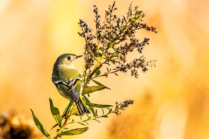 ruby-crowned kinglet in autumn