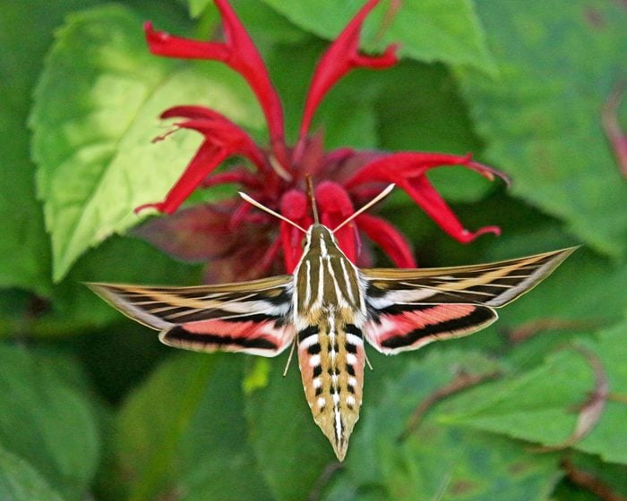 A white-lined sphinx moth sips nectar from a flower.
