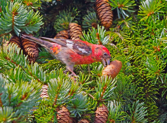 A white-winged crossbill uses its unique beak to pull a seed out of a pinecone.