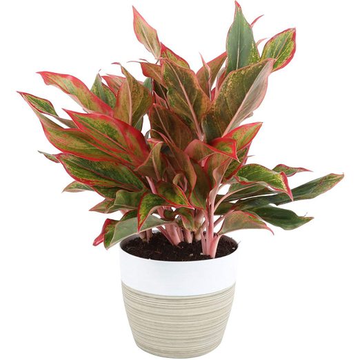 10 Easy-Care Holiday Houseplants | Birds and Blooms
