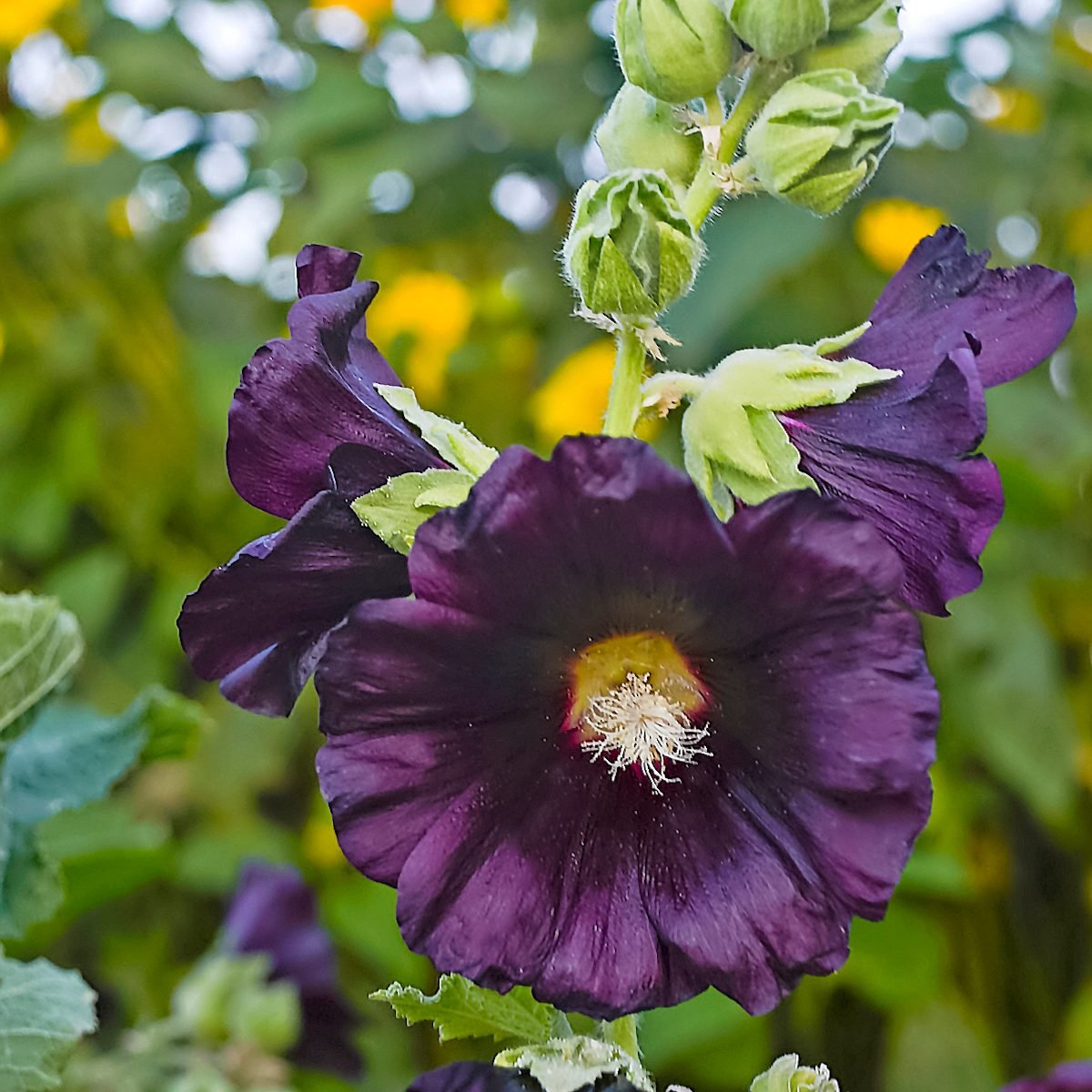 Top 10 Dark Colored Flowers That Are Almost Black - Birds and Blooms