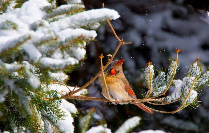 cardinal in a snowy evergreen tree