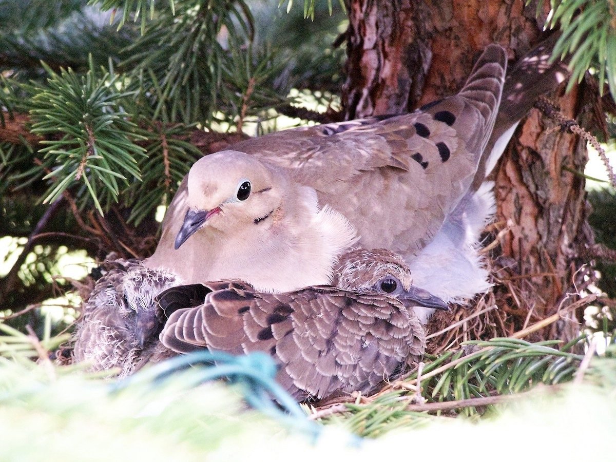 All About Mourning Dove Nests and Nesting Habits - Home Garden Trends