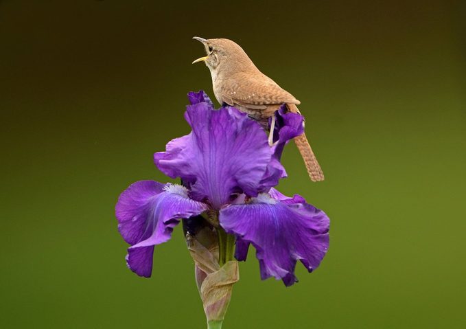 wren on iris flower