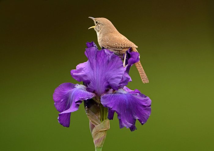wren on iris flower