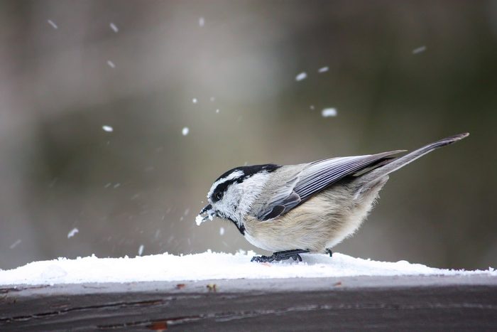 do birds get cold, mountain chickadee in snow