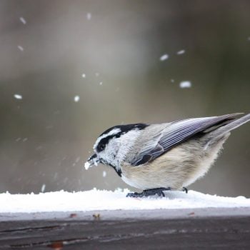 do birds get cold, mountain chickadee in snow