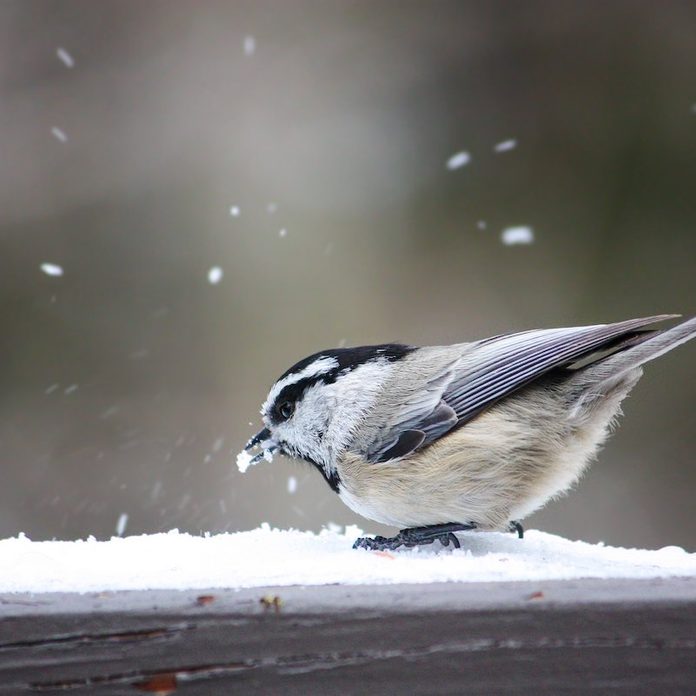 12 Winter Birds Myths and Facts - Birds and Blooms