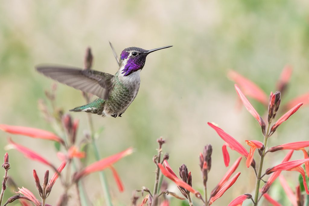costa's hummingbird, how long do hummingbirds live
