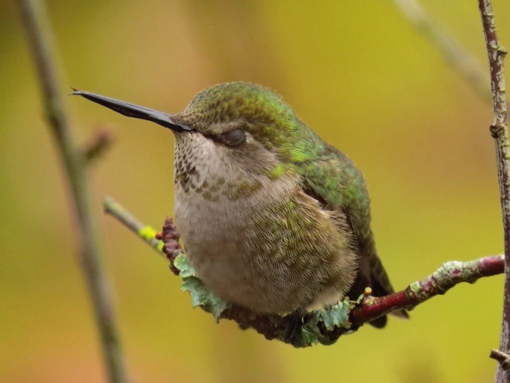 do hummingbirds sleep and feed at night