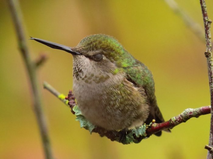 hummingbird on a branch with eyes closed