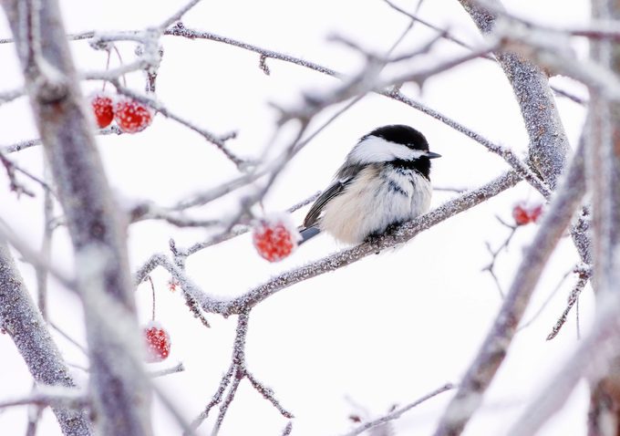 snowy day chickadee