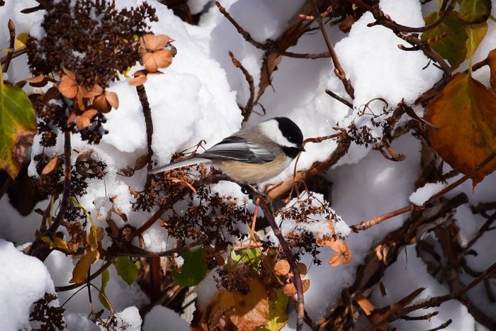chickadee in snowy tree