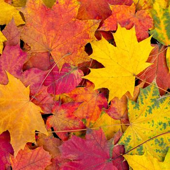 Autumn leaves background. Bright maple leaves