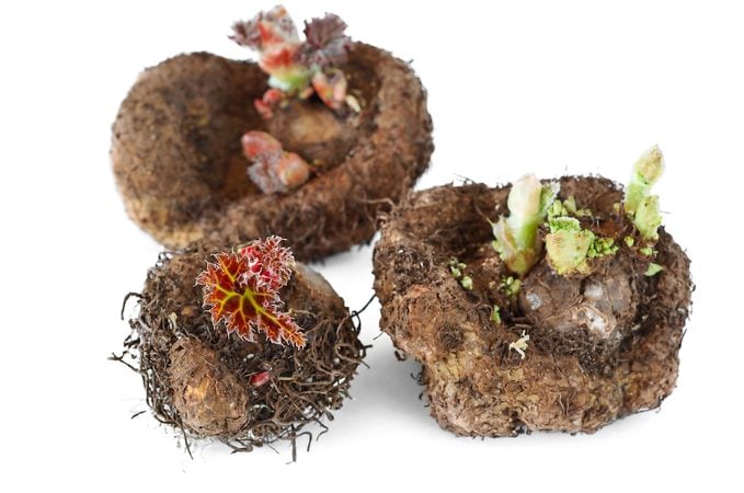 begonia tubers, types of flower bulbs