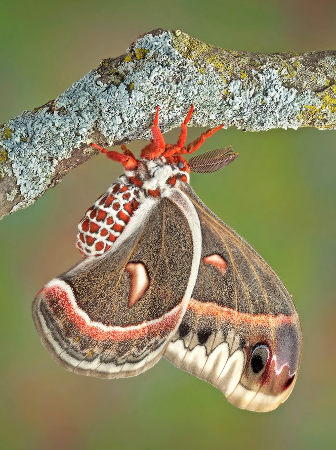 A cecropia moth pauses on a branch.