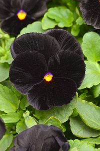 Top 10 Dark Colored Flowers That Are Almost Black - Birds and Blooms