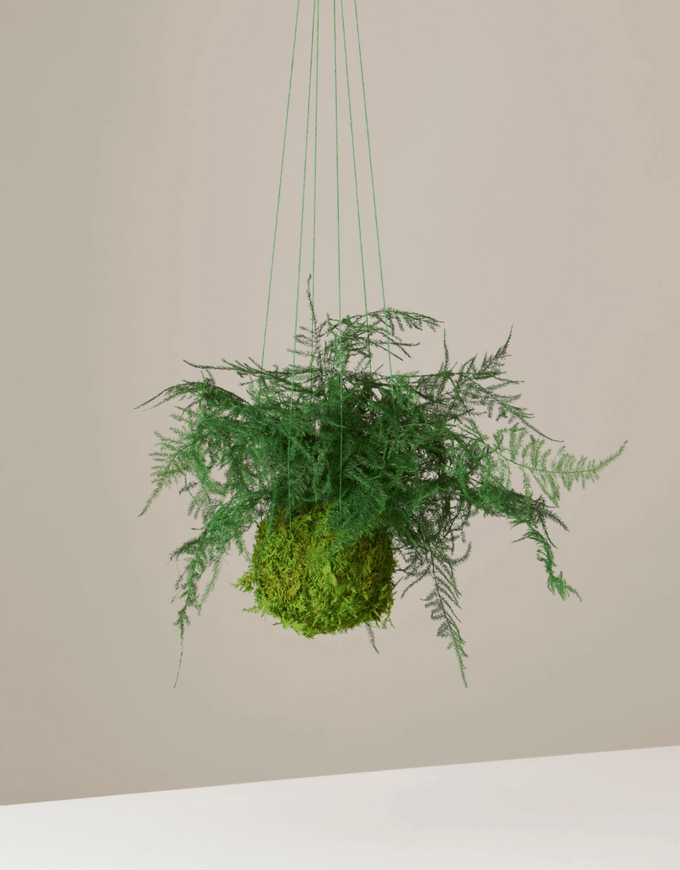 preserved fern plant