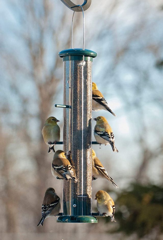 how to attract birds to a new bird feeder