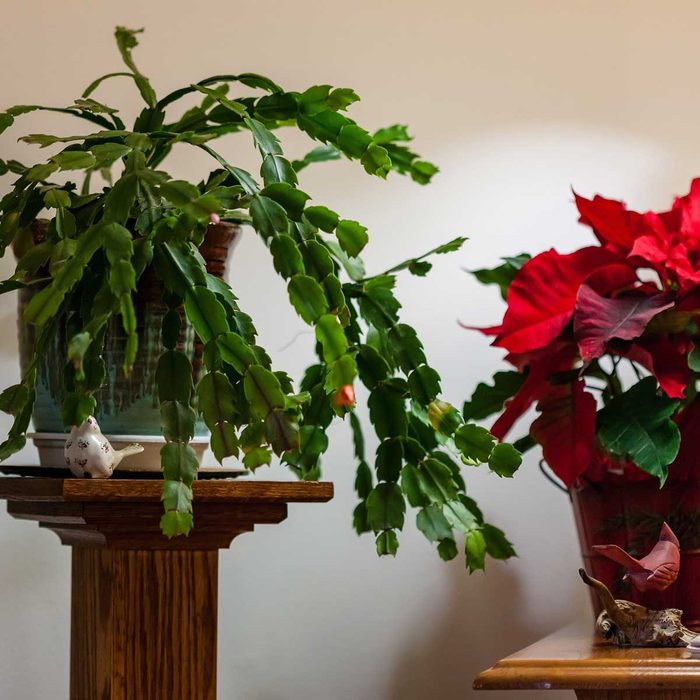 Holiday plants on stands