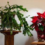 10 Easy-Care Holiday Houseplants