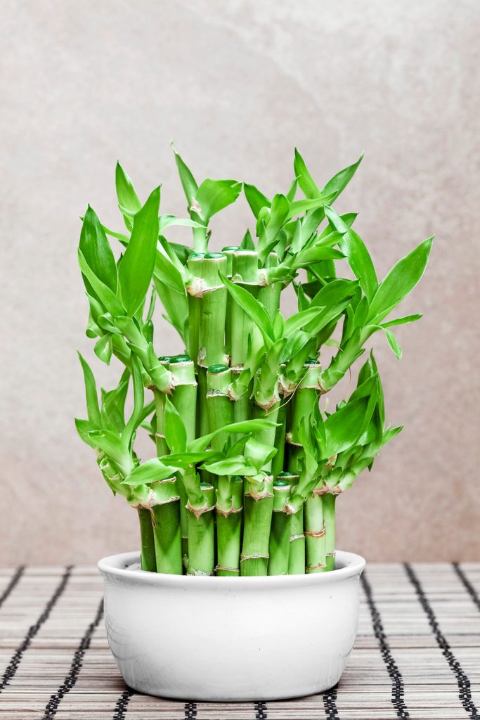 A cluster of lucky bamboo in a white pot.