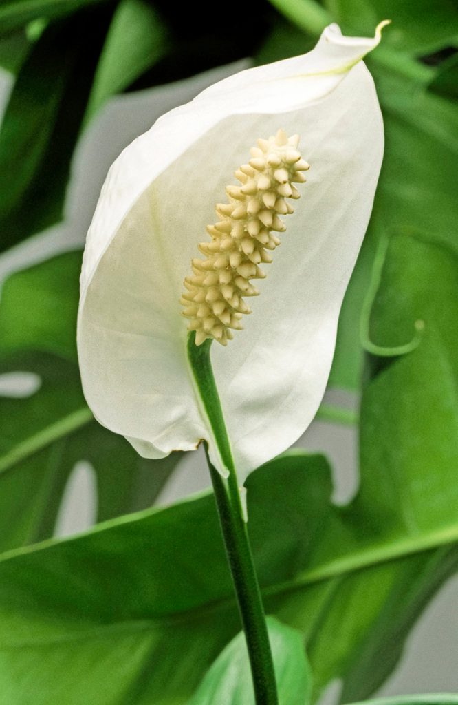 A close up of a peace lily bract.