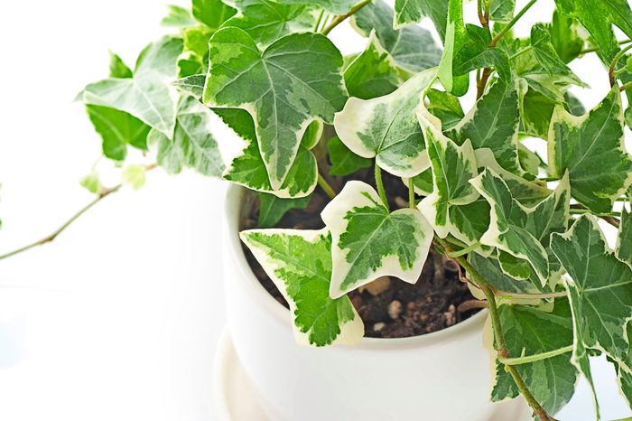 English ivy is one of the best houseplants for low light
