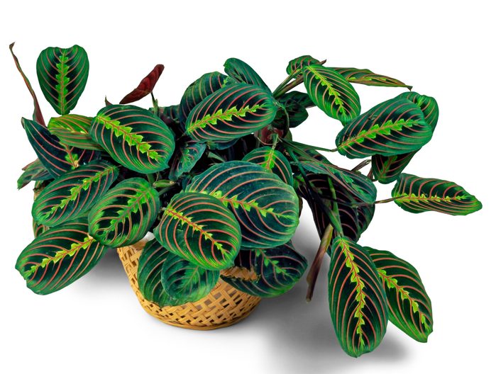 A colorful prayer plant sitting in a wicker basket.