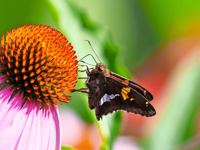 A silver-spotted skipper sits on a coneflower.