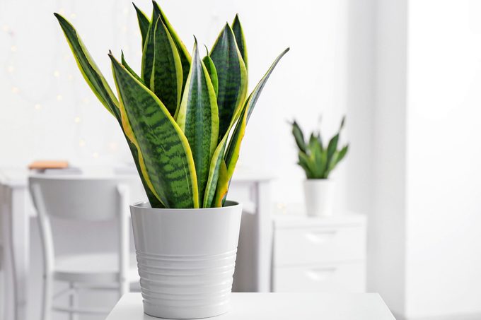 A snake plant sitting on a white table.