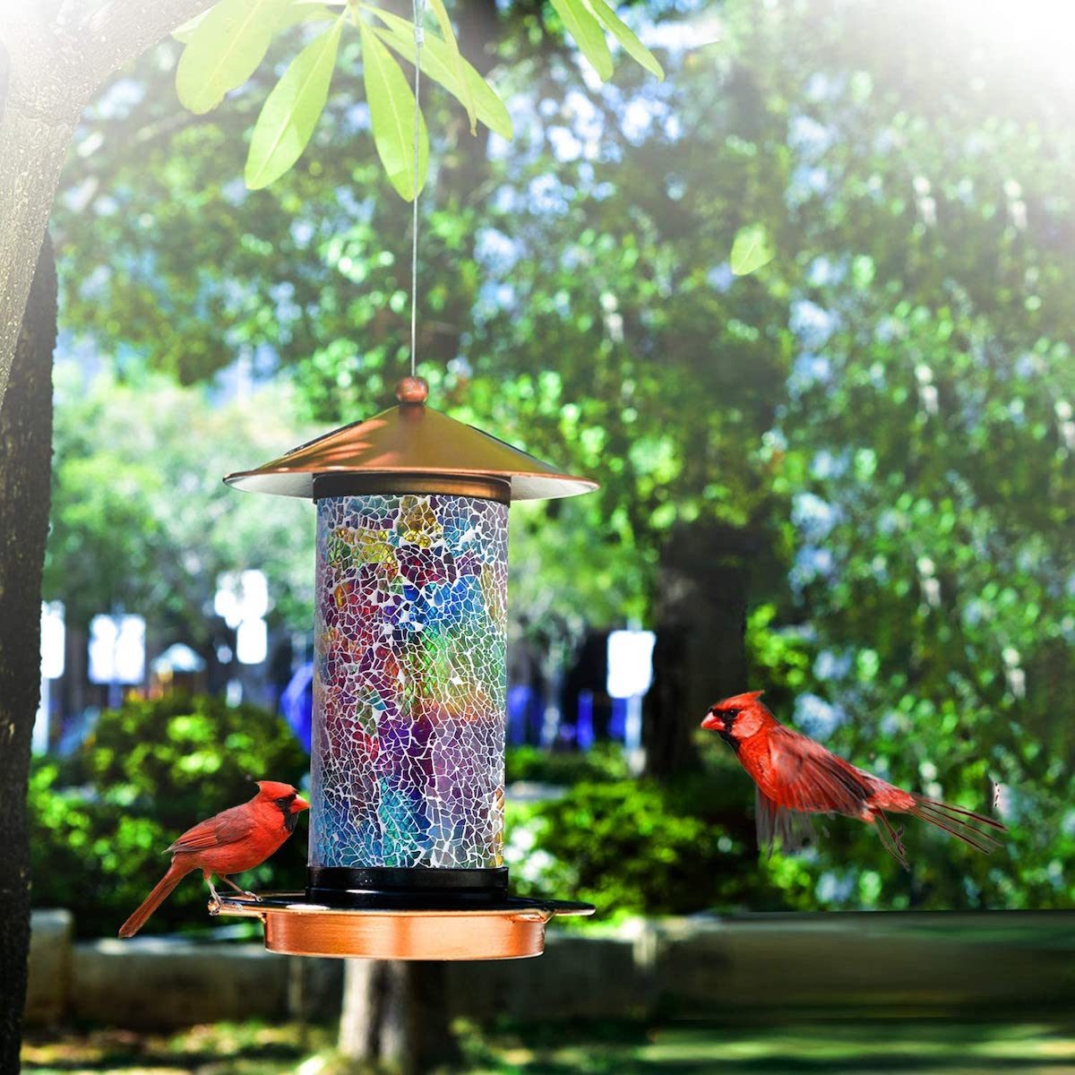 The Best Bird Feeder Deals on Amazon Right Now - Birds and Blooms