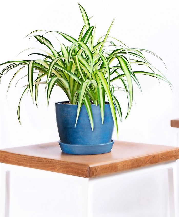A spider plant in a cheery blue pot.