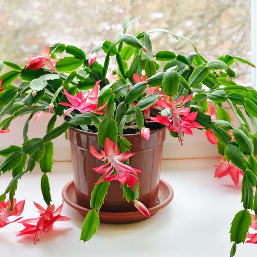 This Thanksgiving Cactus Is the Perfect Turkey Day Centerpiece