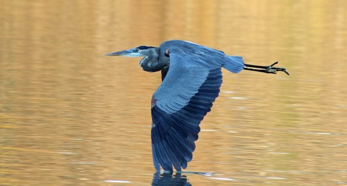 great blue heron facts