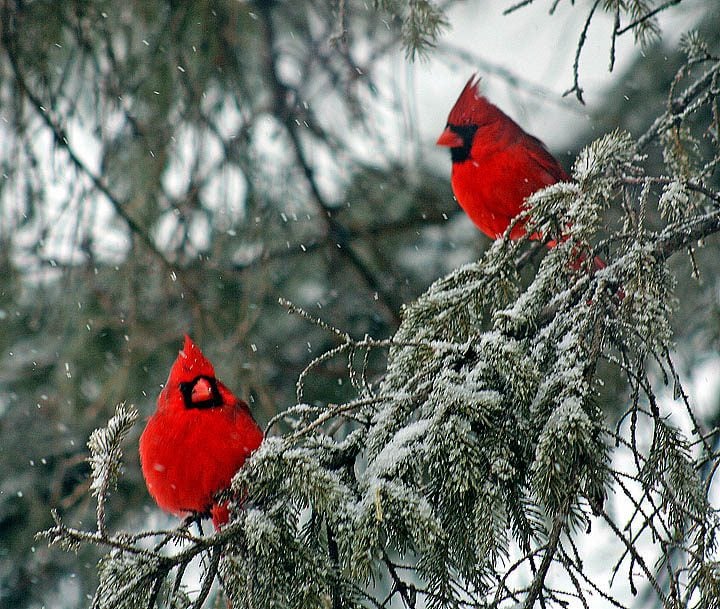 cardinals in a snowy evergreen tree