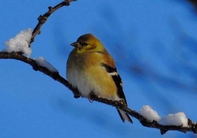 goldfinch on snowy branch