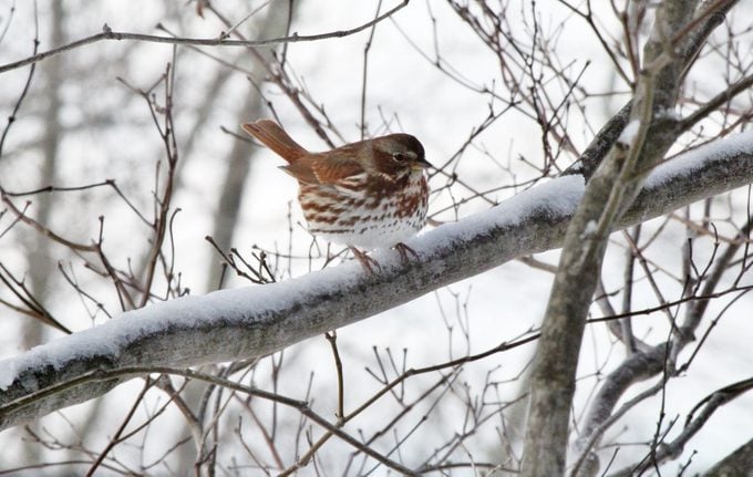 brown thrasher in snow
