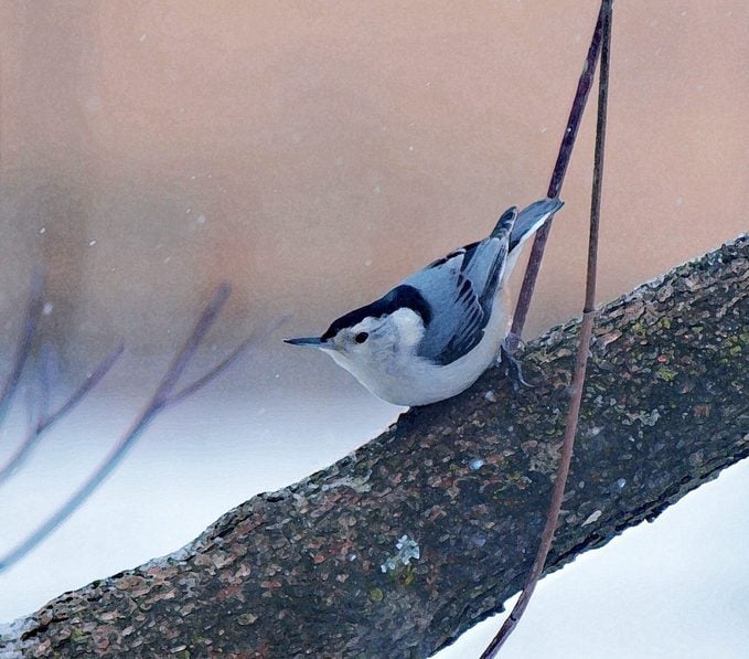 white breasted nuthatch in winter