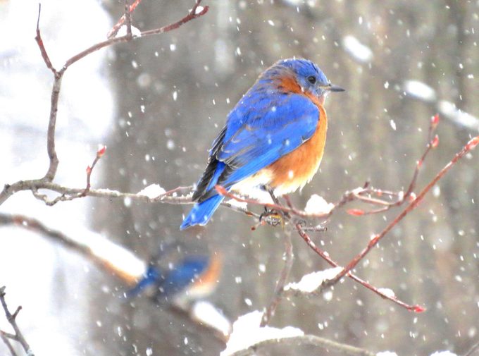 bluebird in snow