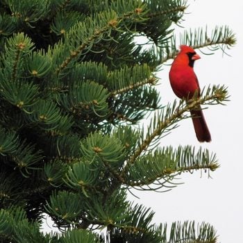 cardinal in a conifer tree