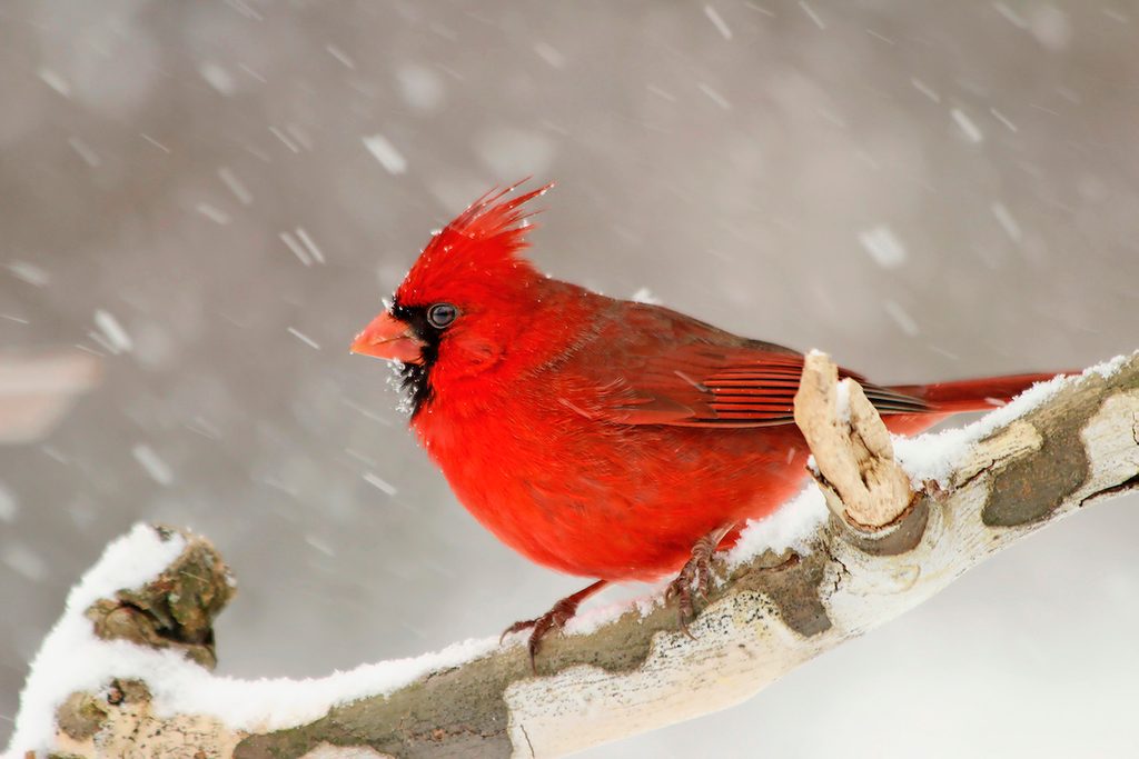 northern cardinal in snow