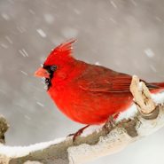 Interesting Cardinal Bird Facts You Should Know