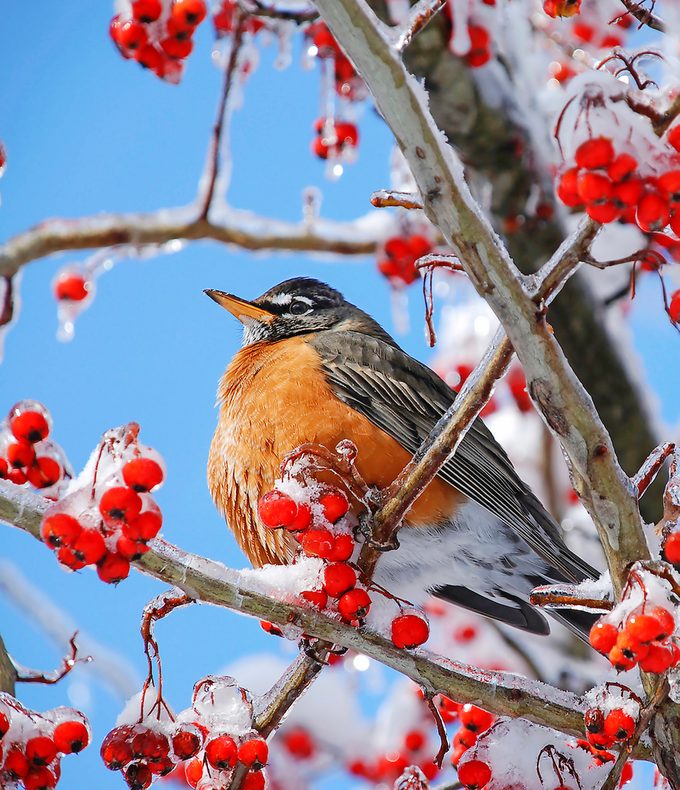 robin in snowy berry tree
