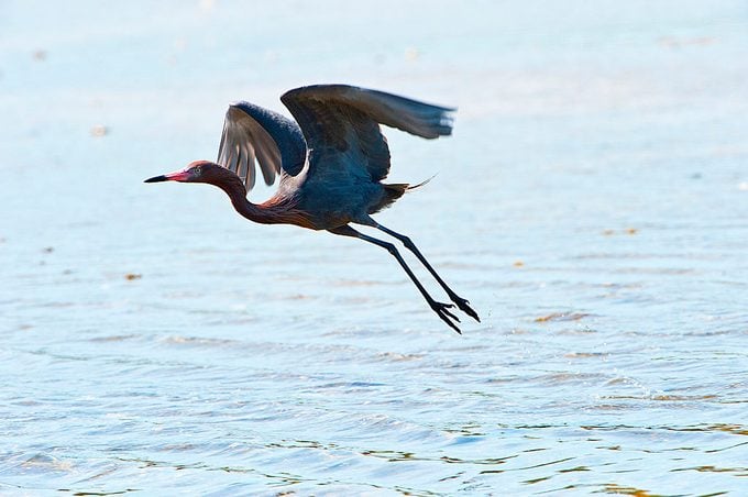 Nobody, Florida, Sanibel Island, Ding Darling National Wildlife Refuge, Reddish Egret Flying over Water
