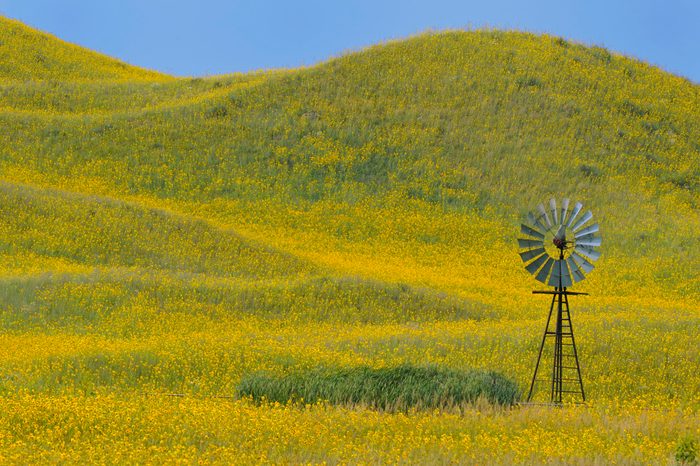 Windmill in wild sunflower covered hills, Valentine, Nebraska, USA