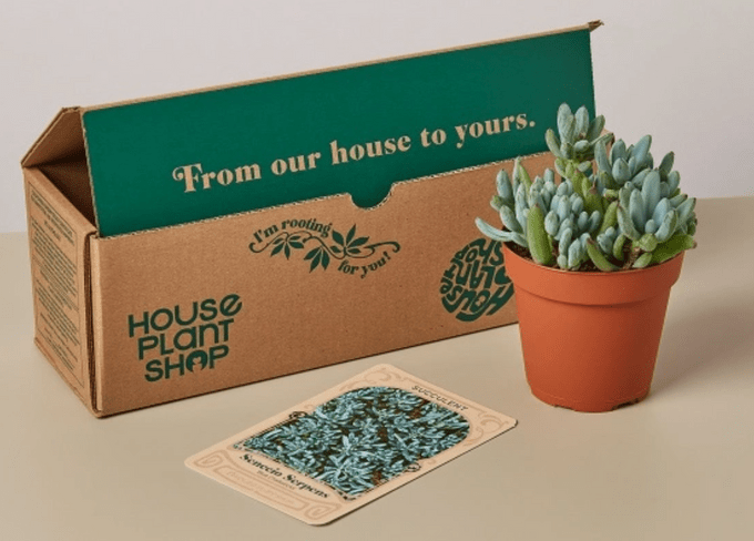 Houseplant Box