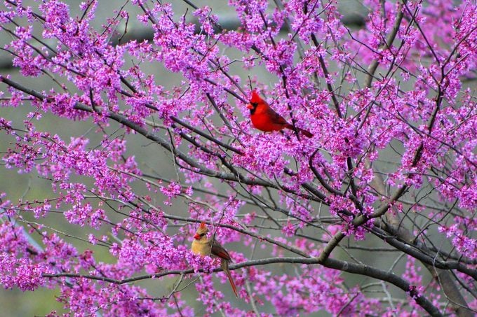eastern redbud tree, early blooming flowers