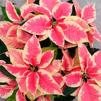 how to care for poinsettias, Christmas Beauty Marble poinsettia