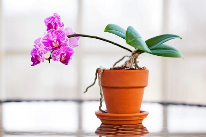 Orchid plant gifts, repotting orchids